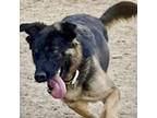 Adopt Versace a German Shepherd Dog