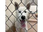 Adopt Katniss a Husky