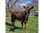 Adopt Analise a Goat