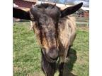 Adopt Abby a Goat