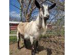 Adopt Meadow a Goat