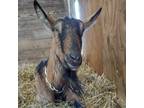 Adopt Cecelia a Goat