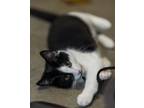 Adopt Brandy a Domestic Short Hair