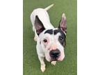 Adopt Mabel a Bull Terrier, Mixed Breed
