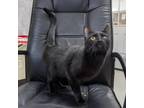 Adopt Rose a Domestic Short Hair