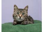 Adopt Tabitha a Domestic Short Hair, Tabby