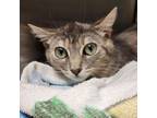 Adopt Gypsy a Domestic Medium Hair