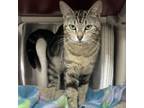 Adopt Ollie Mae a Domestic Short Hair