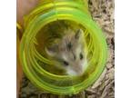 Adopt Ms. DJ a Hamster