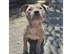 Adopt Coco a Mixed Breed, Pit Bull Terrier