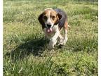 Adopt Rebel a Beagle, Mixed Breed