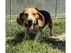 Adopt Dixie a Beagle, Mixed Breed