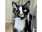 Adopt Wolfie a Domestic Medium Hair