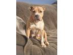 Adopt Patty a Boxer