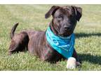 Adopt Millie a American Staffordshire Terrier, Mixed Breed