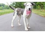 Adopt Sandra Deen a Retriever, Hound