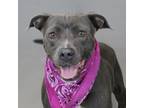 Adopt Petunia a Pit Bull Terrier