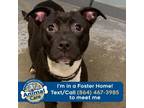 Adopt Paisley a American Staffordshire Terrier