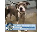 Adopt Bonnie a American Staffordshire Terrier