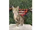 Adopt BOGA a Domestic Short Hair