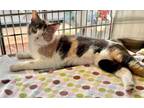 Adopt TILLY a Domestic Short Hair