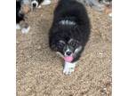 Australian Shepherd Puppy for sale in Cleveland, TX, USA