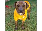 Adopt Charlotte a Mixed Breed