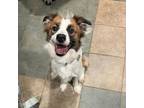 Adopt Margo a Mixed Breed