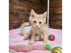 Adopt Chloe a Domestic Medium Hair