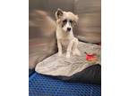 Adopt Cocomelon a Mixed Breed