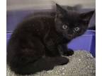 Adopt July a Domestic Short Hair