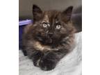 Adopt June a Domestic Medium Hair