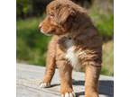Australian Shepherd Puppy for sale in Bonners Ferry, ID, USA