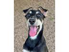 Adopt Woofie Goldberg a Mixed Breed