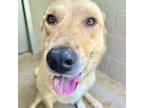 Adopt Ruby a Anatolian Shepherd, Yellow Labrador Retriever