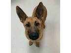 Adopt Valkyrie a German Shepherd Dog, Mixed Breed
