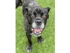 Adopt SUGAR a Cane Corso