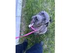 Adopt Akela a Cane Corso, Mixed Breed