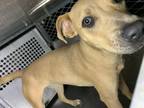 Adopt Tweety a Pit Bull Terrier, Mixed Breed