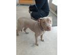 Adopt Grey Girl a Pit Bull Terrier, Mixed Breed