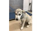 Adopt Rory a German Shepherd Dog, Mixed Breed