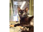 Adopt Aries a Domestic Short Hair