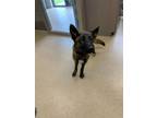 Adopt Tinker a Shepherd