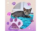 Adopt Nebula a Domestic Short Hair, American Shorthair