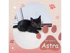 Adopt Astra a Domestic Short Hair, American Shorthair