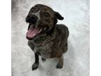 Adopt Una a Pit Bull Terrier, Hound