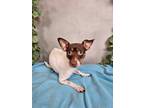 Adopt GiGi a Rat Terrier, Mixed Breed