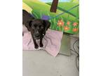 Adopt TRIXIE a Labrador Retriever, Mixed Breed