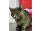 Adopt Mars a Domestic Short Hair