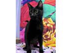 Adopt Fairy Godmother a Domestic Short Hair